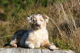 BERGER AUSTRALIEN PUPPIES 663